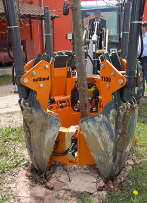 The roots are cleanly severed when the root ball transplanter digs out the tree.